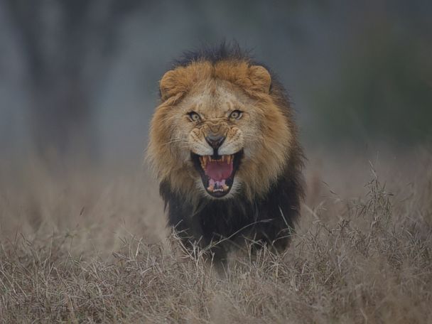 Lion Attacks Man On Safari - Meyasity