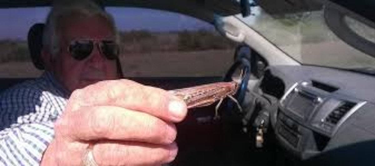 PHOTO: A man in Argentina holds a locust in an undated handout photo from CRA.
