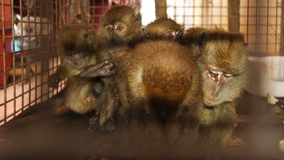 PHOTO: Five monkeys stowed away on a giant container ship traveling from Malaysia to the Netherlands. The ship’s crew were able to lure the monkeys into a makeshift cage with food.