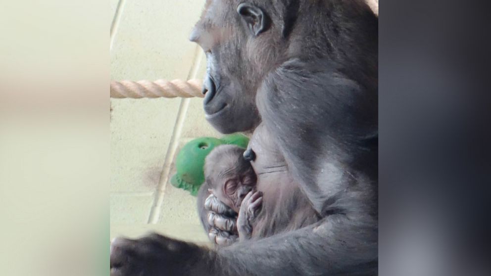 A 15-year-old Western lowland gorilla at the London Zoo named Mjukuu has given birth to a baby whose gender is not yet known.