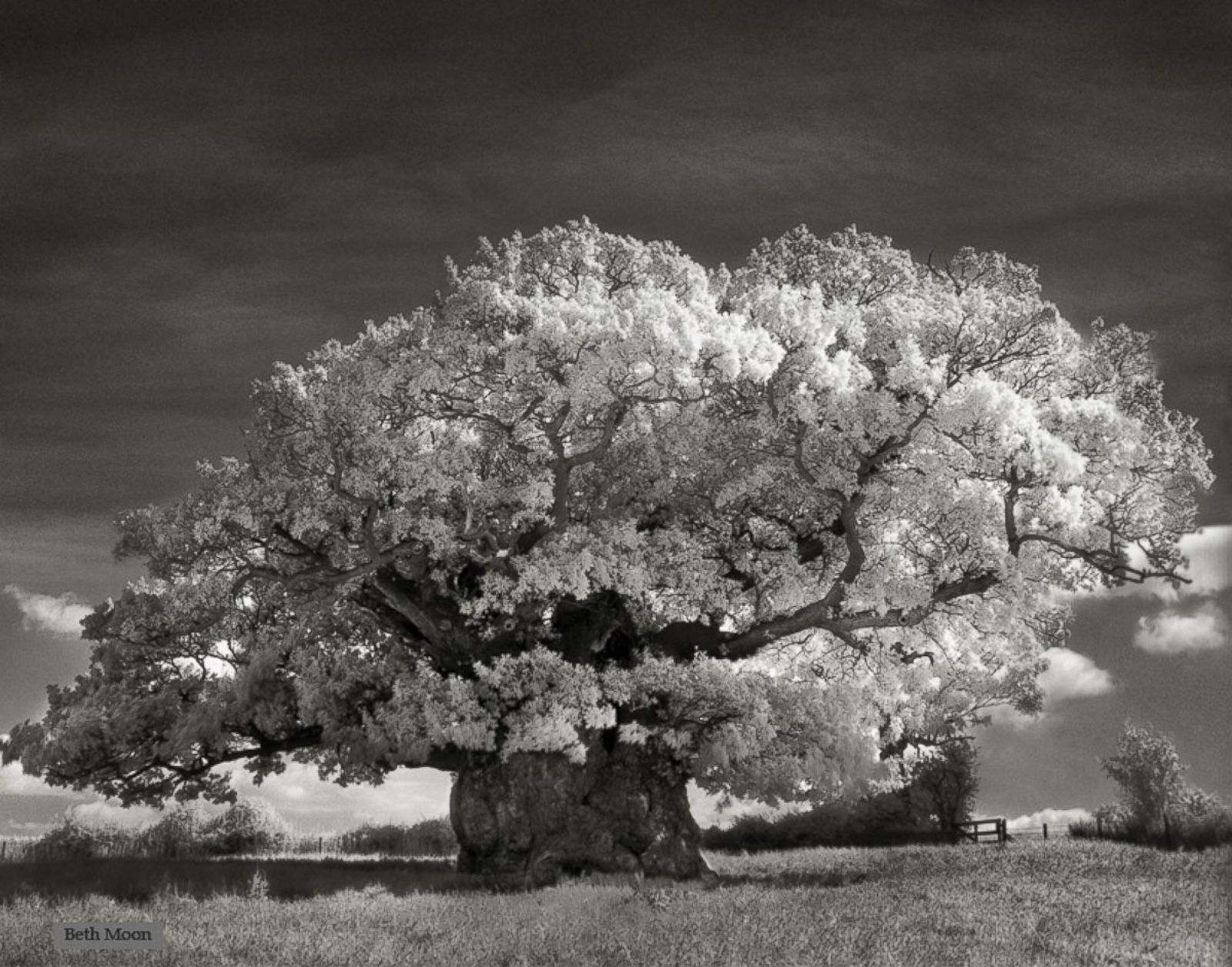 Красивое старое дерево. Дуб Боуторп. Деревья. Красивое дерево. Красивый дуб.