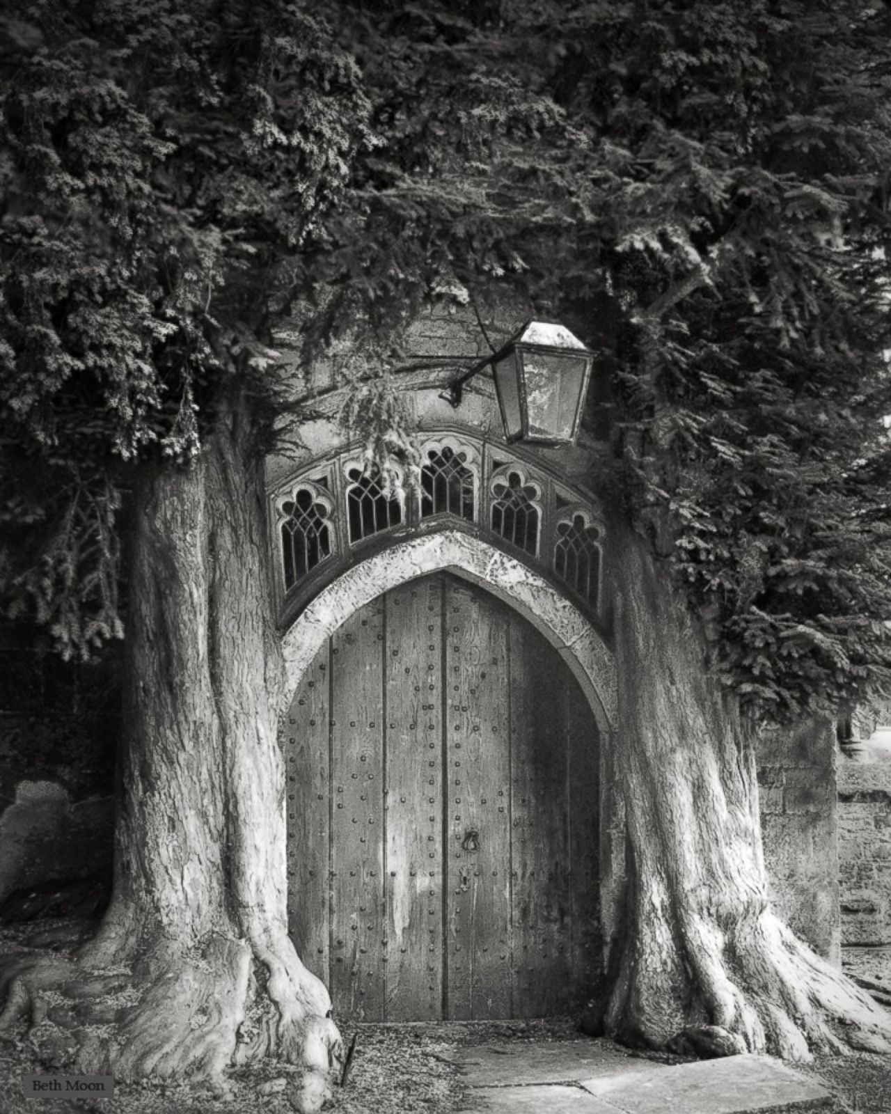 Standing Among the World's Oldest Trees Photos ABC News