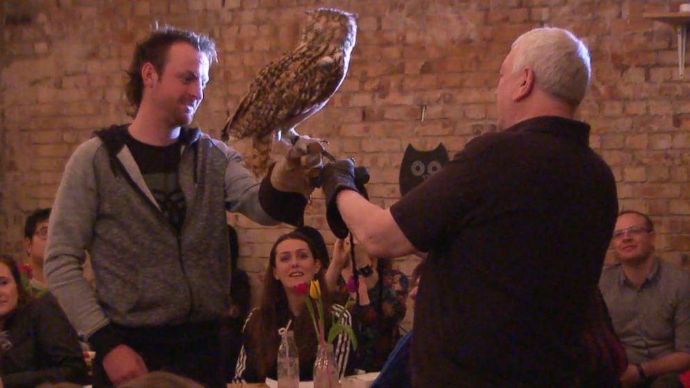 PHOTO: More than 100,000 people applied for a chance to spend two hours with owls at an event in East London, but only 700 lucky visitors got the chance to hang out with the birds.
