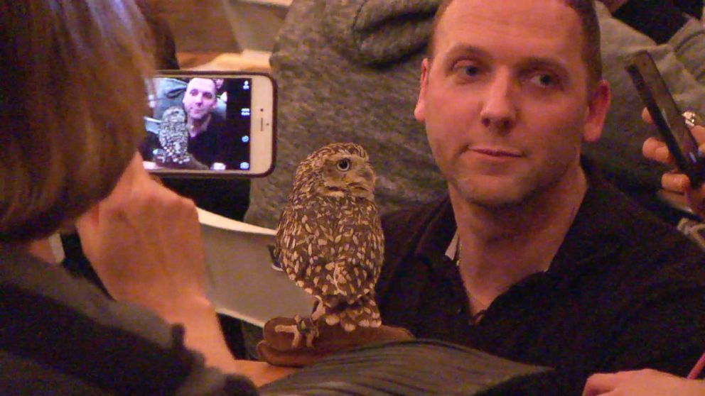PHOTO: More than 100,000 people applied for a chance to spend two hours with owls at an event in East London, but only 700 lucky visitors got the chance to hang out with the birds.