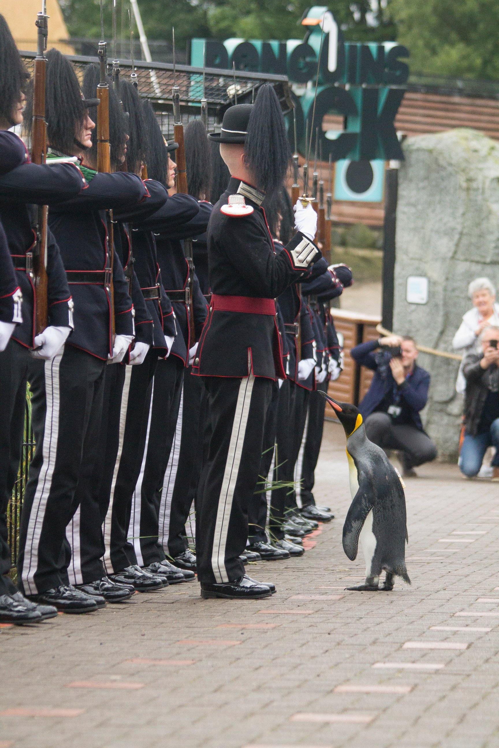 PHOTO: Sir Nils Olav, a king penguin who lives at the Edinburgh Zoo, surveys members of the Norwegian Royal Guard after his appointment as a brigadier on Aug. 22, 2016. 