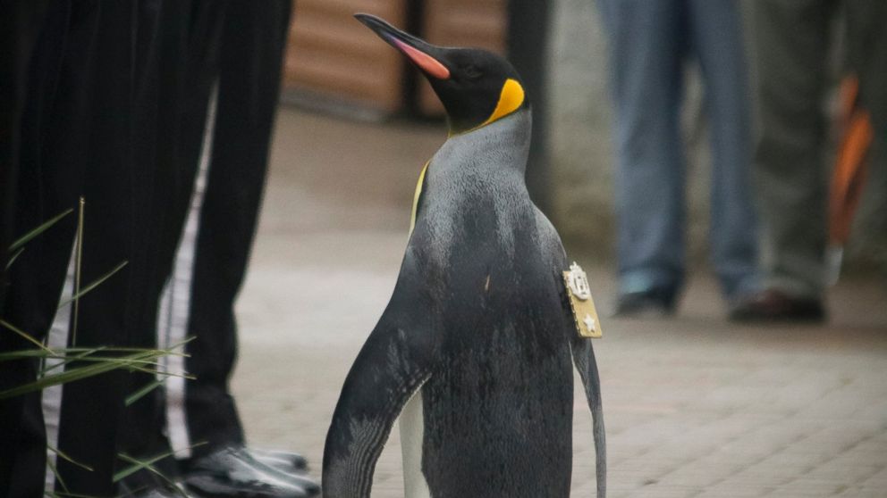 Sir Nils Olav, a king penguin who lives at the Edinburgh Zoo, surveys members of the Norwegian Royal Guard after his appointment as a brigadier, Aug. 22, 2016. 