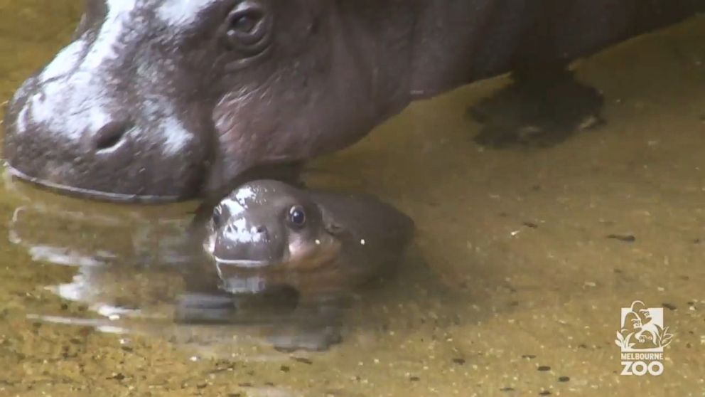 PHOTO: 3-week-old Obi enters the big pool at the Melbourne Zoo with her mother for the first time.