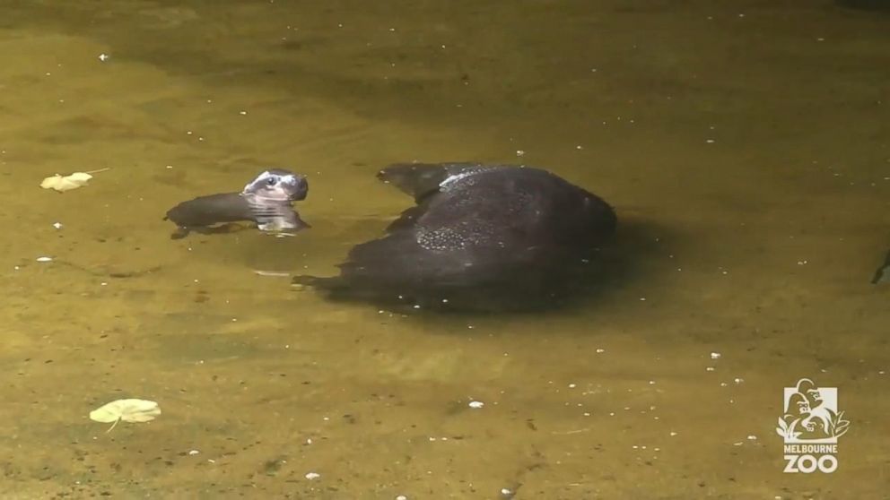 PHOTO: 3-week-old Obi enters the big pool at the Melbourne Zoo with her mother for the first time.