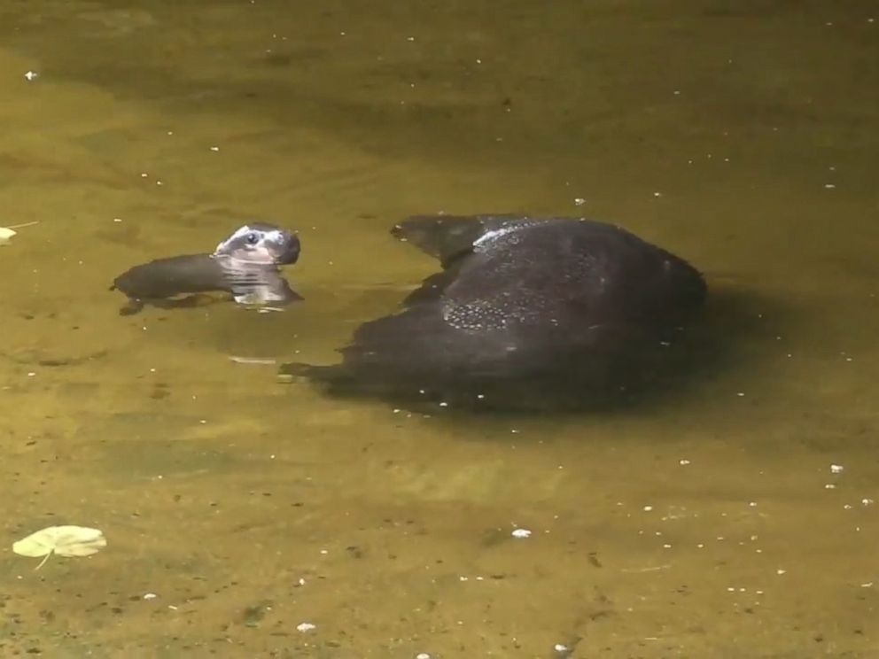 Baby Pygmy Hippo In Australia Makes His 1st Public Splash - ABC News