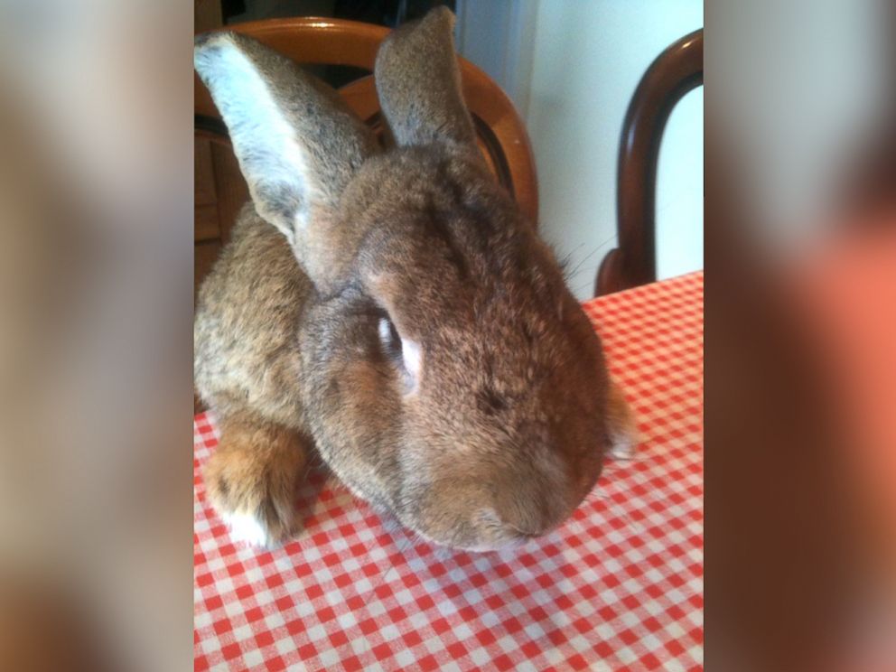 PHOTO: Darius, the Guinness World Records holder for world's longest bunny, is pictured here. 