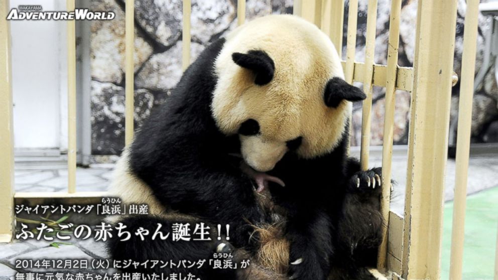 Giant panda, Rauhin, gave birth to two twin baby pandas at the Wakayama Adventure World zoo in Japan, Dec. 2, 2014.