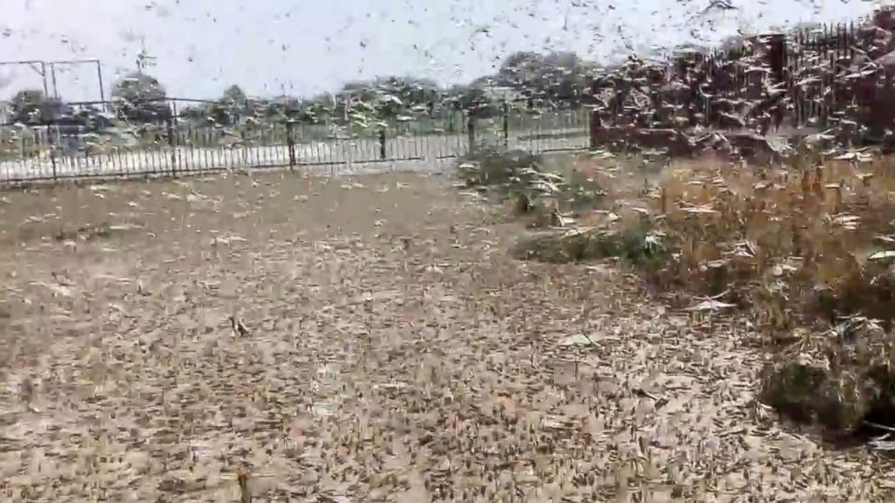 Plagues of Locusts Darken Skies, Threaten Crops in Southern Russia