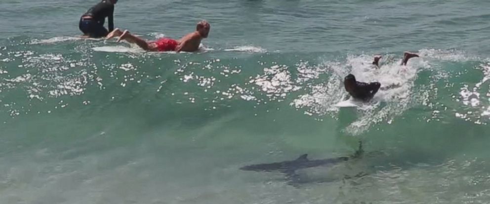 Heart-Stopping Moment Surfer Narrowly Misses Shark While Catching a ...