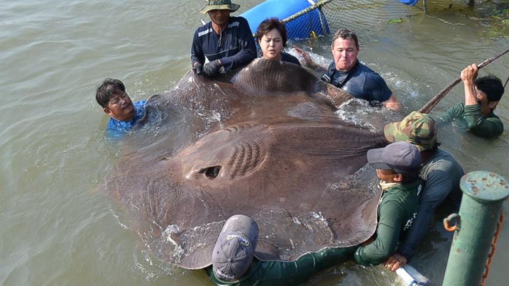 Giant stingray online