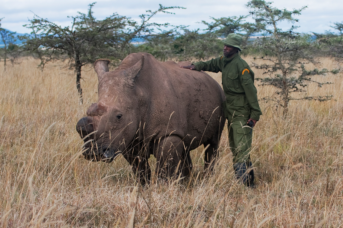 PHOTO: Sudan, the last male white rhino is seen with his keeper Mohammed, in this undated handout photo. 