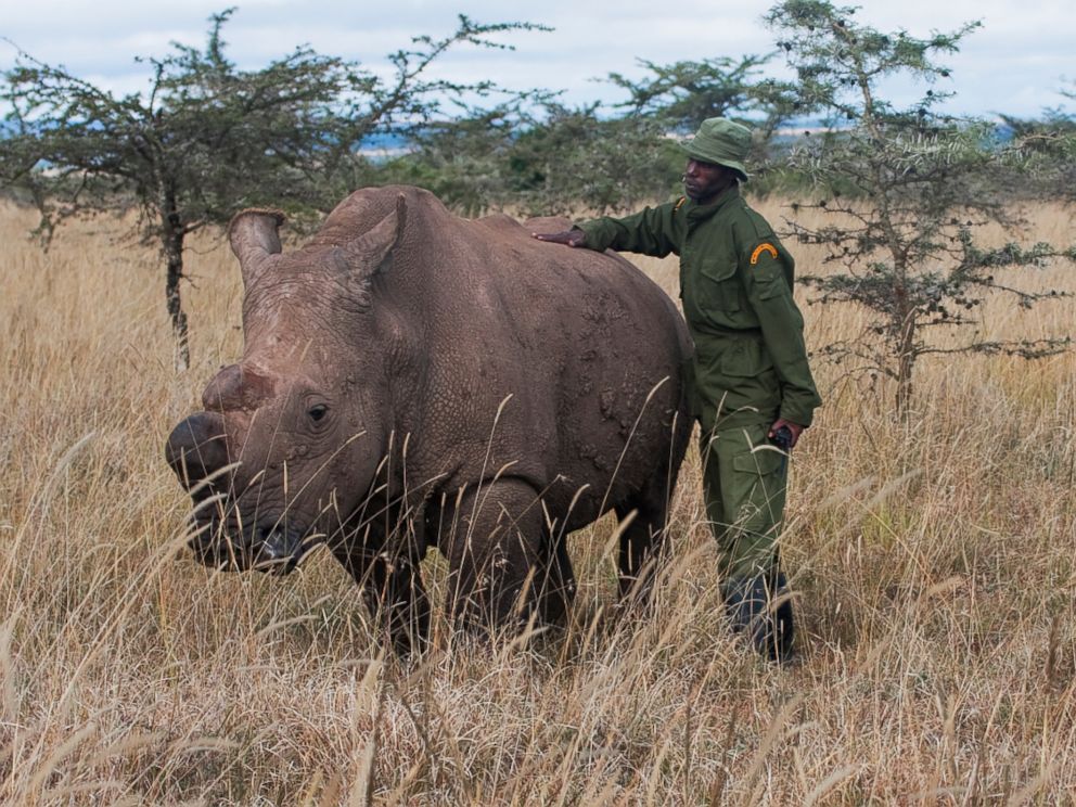 Last Known Male White Rhino Guarded by Armed Rangers in Kenya - ABC News