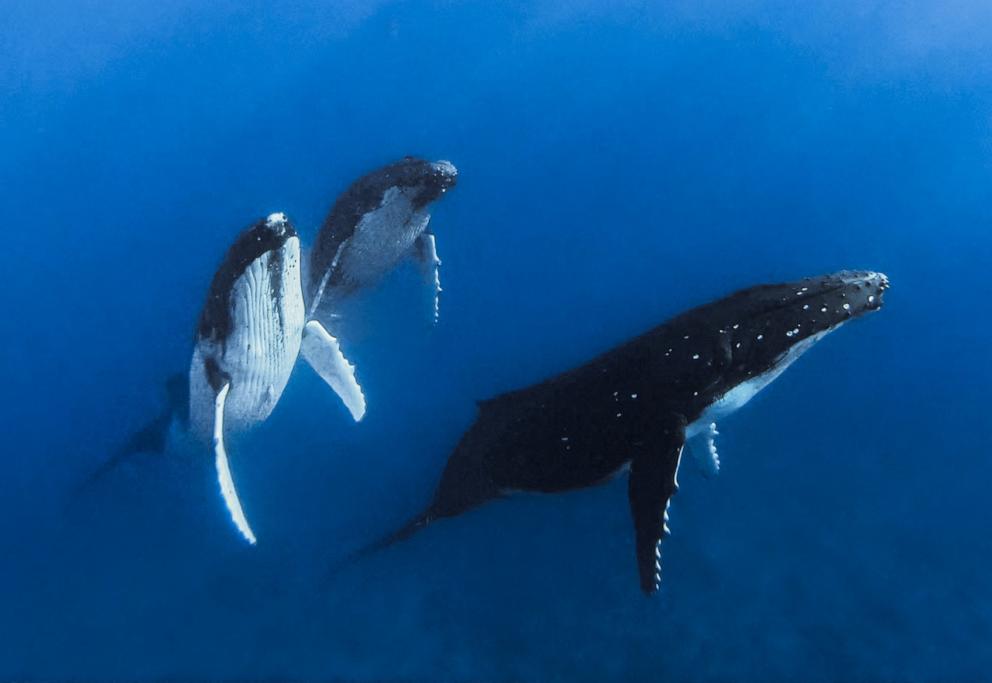 PHOTO: Humpback whales in Moorea