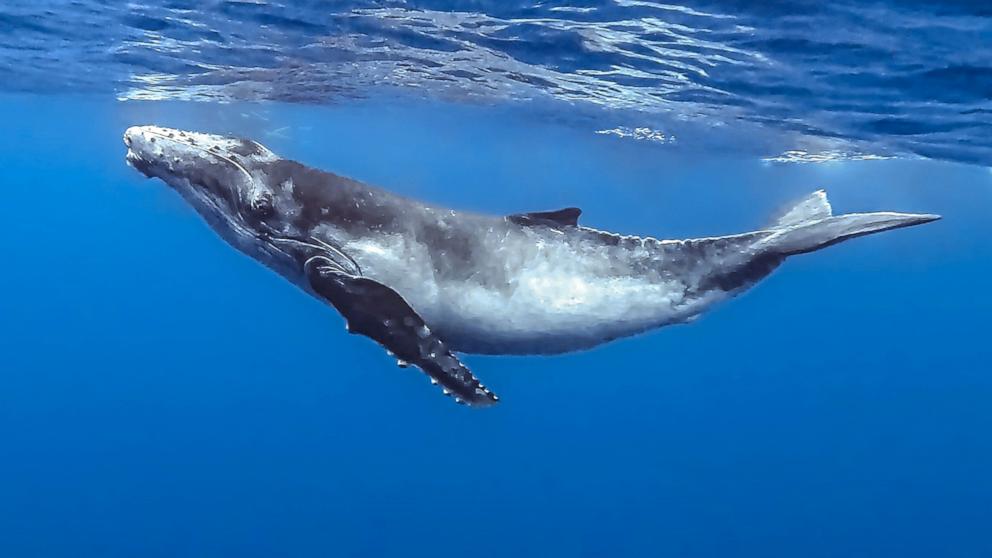 The presence of shipping activity in certain areas can limit the distance baleen whales can communicate, a study says. 