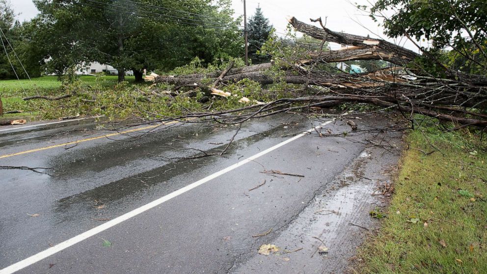 PHOTO: A downed tree lays across in Fredericton, New Brunswick, Canada, on Sept.16, 2023.