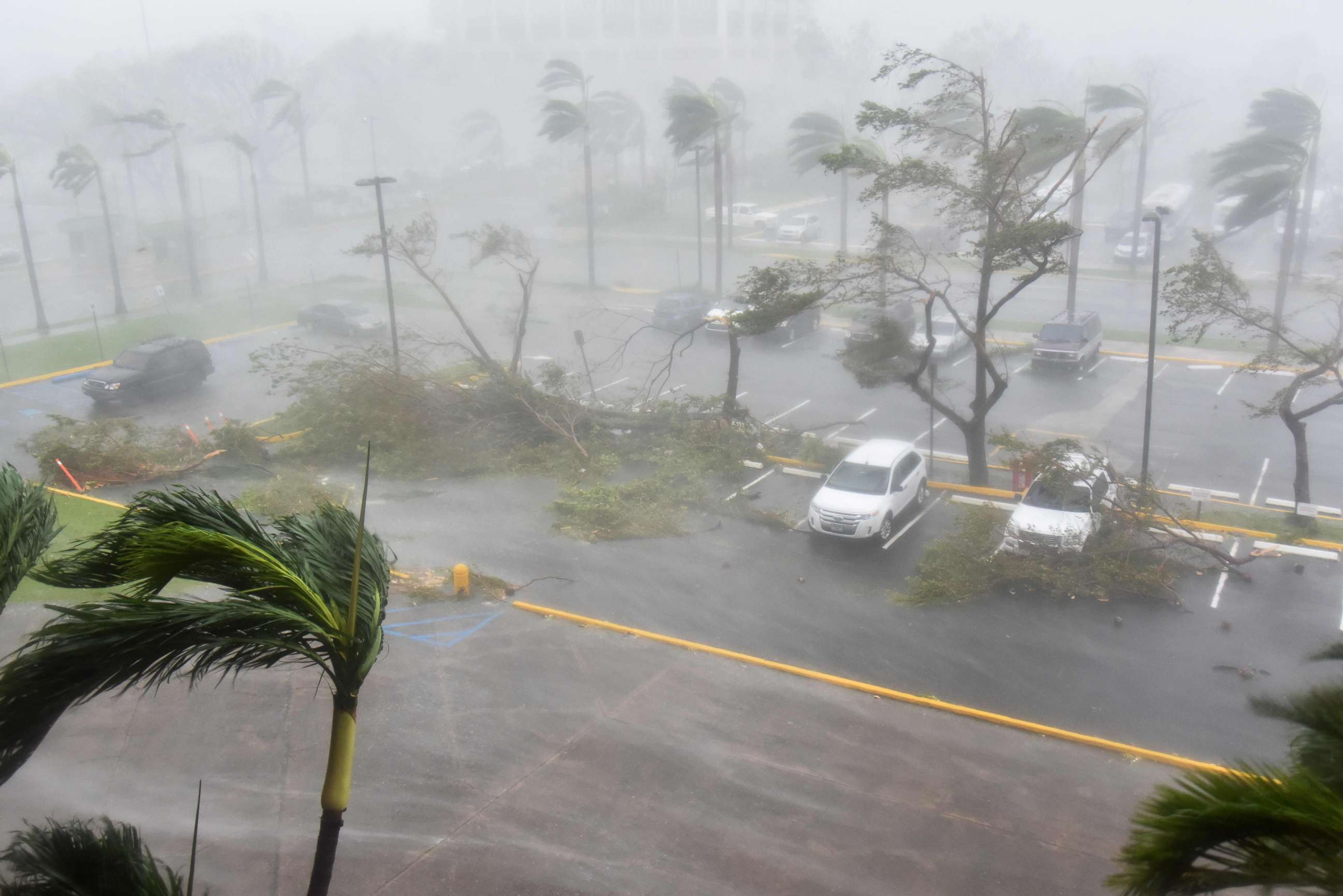 PHOTO: Trees are toppled in a parking lot at Roberto Clemente Coliseum in San Juan, Puerto Rico, Sept. 20, 2017, during the passage of the Hurricane Maria.
