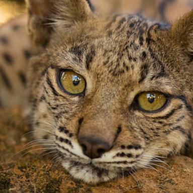 The population for the rare wild cat grew from 648 in 2022 to over 2,000 today, the International Union for Conservation of Nature found.