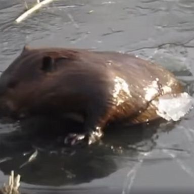 A Canadian photographer's footage captures a beaver emerging from a frozen pond in Saskatchewan.