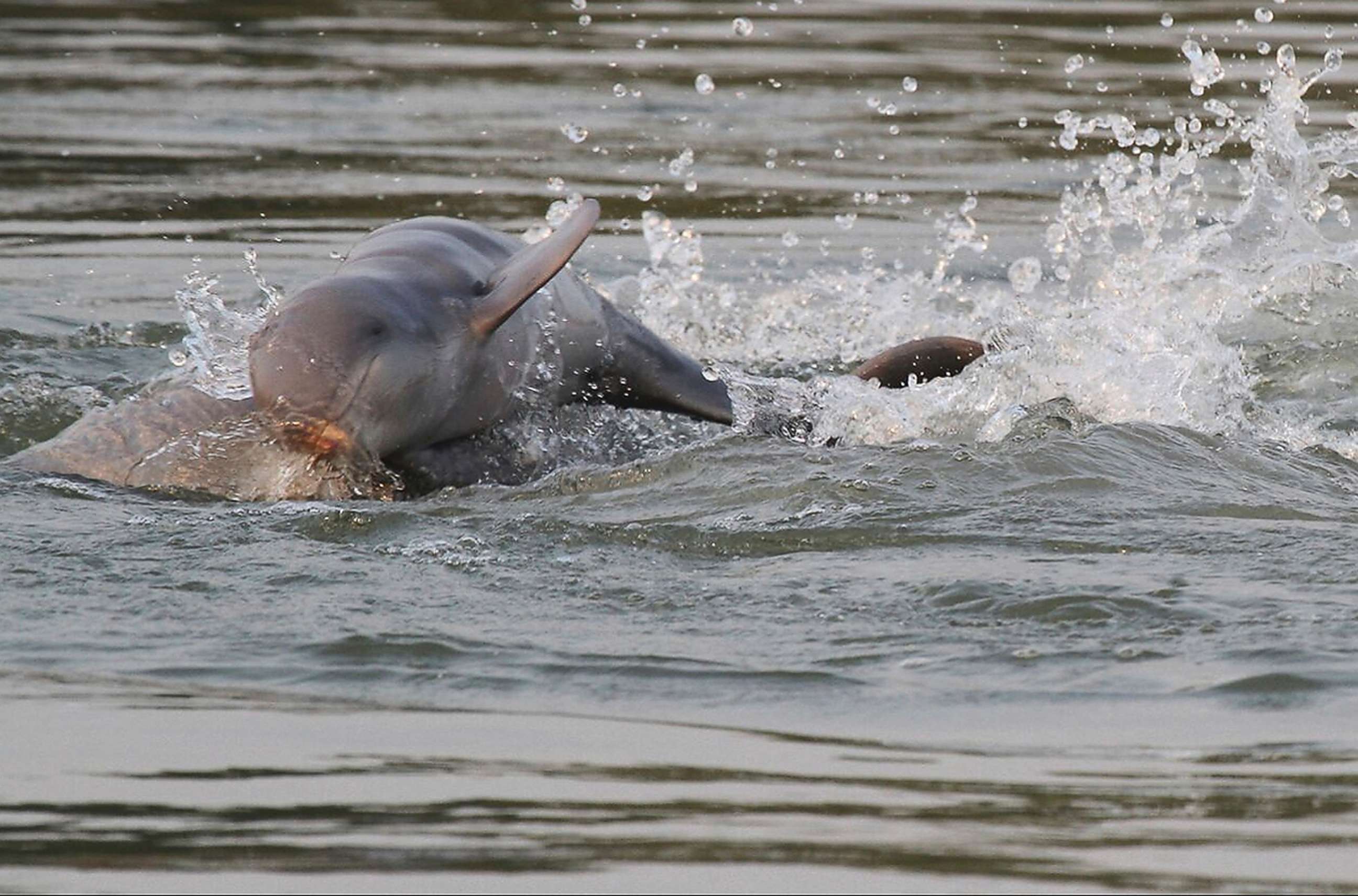 PHOTO: River dolphins in the Mekong river near Kratie province in the northeastern of Phnom Penh, Cambodia. The number of critically endangered Irrawaddy dolphins along a stretch of the Mekong River has increased for the first time in 20 years.