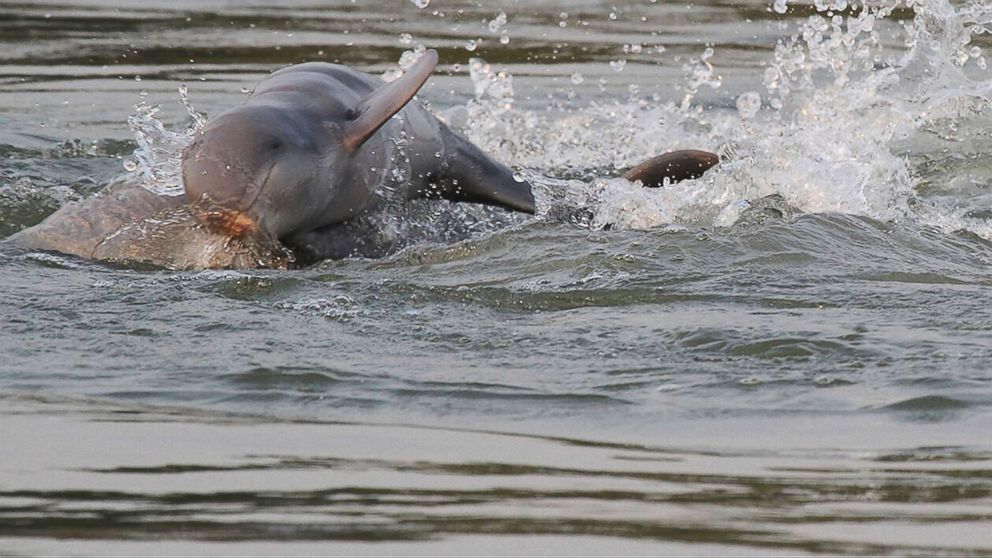 River dolphins in the Mekong river near Kratie province in the northeastern of Phnom Penh, Cambodia. The number of critically endangered Irrawaddy dolphins along a stretch of the Mekong River has increased for the first time in 20 years.