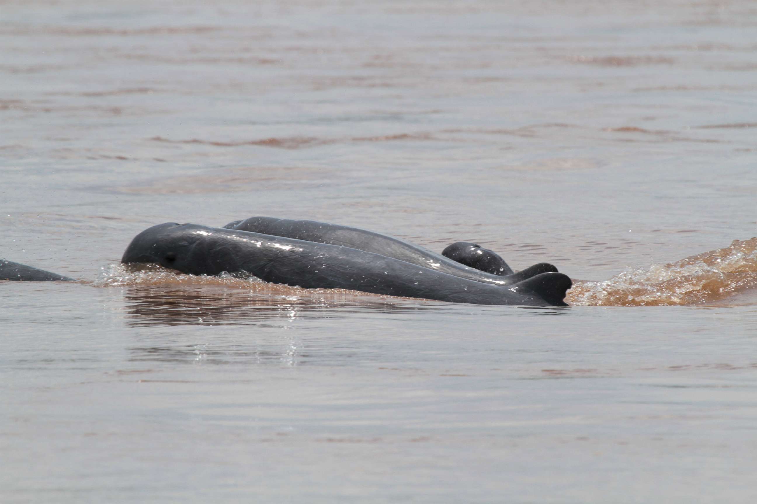 PHOTO: Irrawaddy dolphins surface in Cambodia's Mekong river.