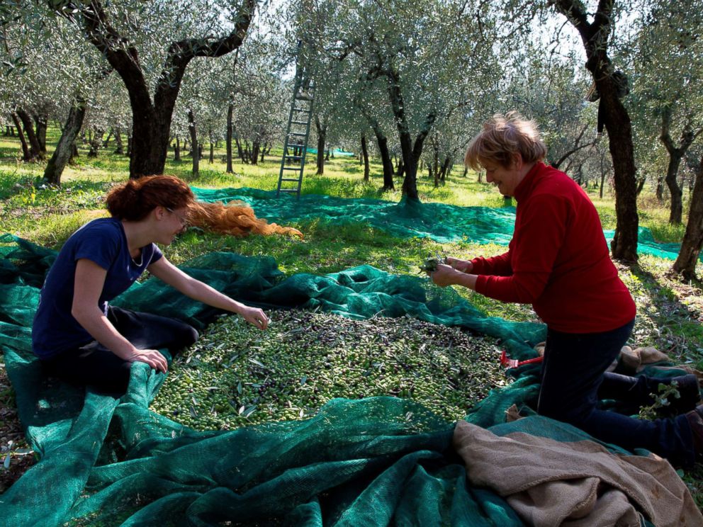 PHOTO: People harvest olives in the Umbria region of Italy, Sept. 18, 2017.