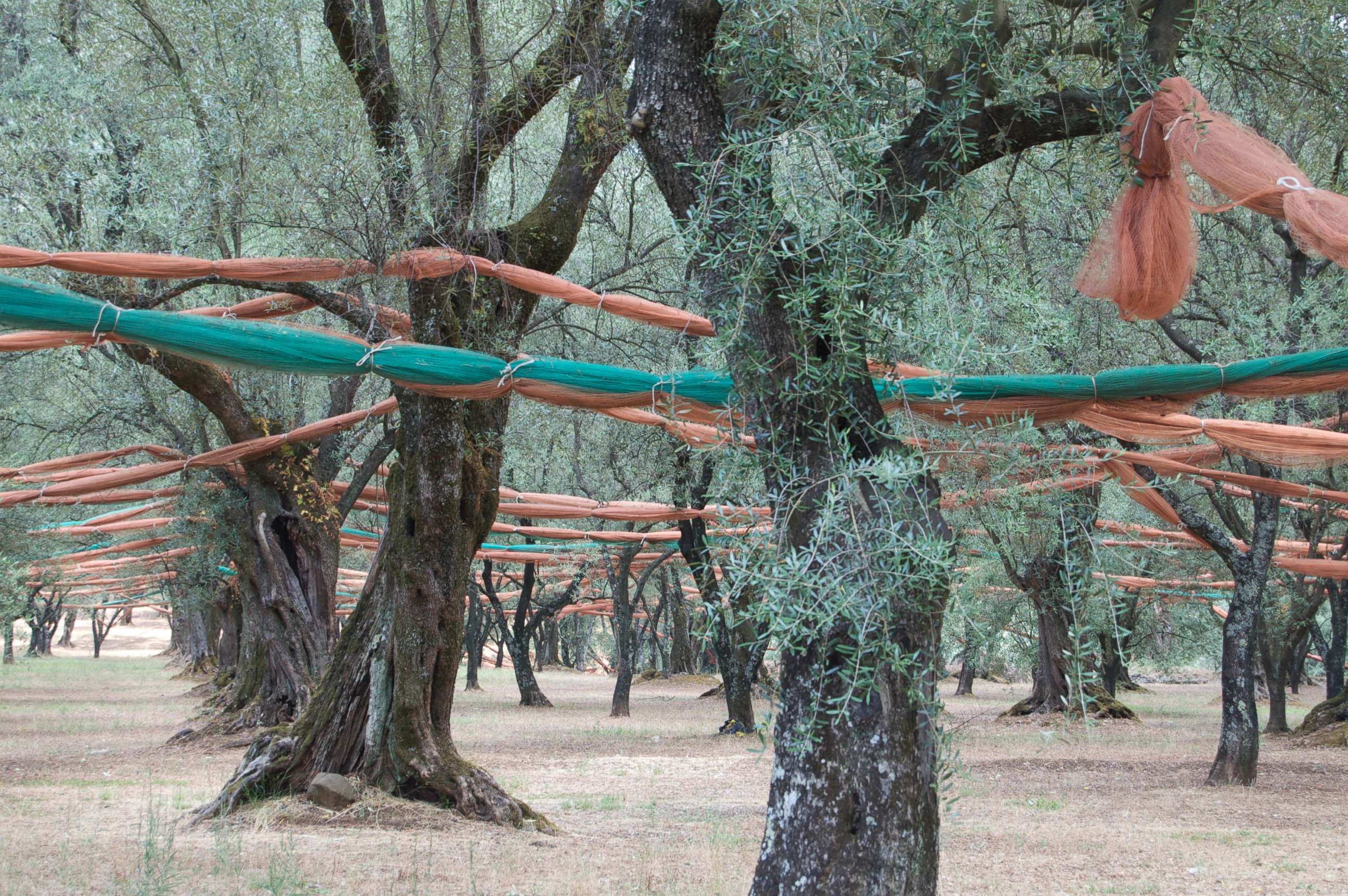 PHOTO: Olive trees are strung with netting in Calabria, Italy, August 2012.
