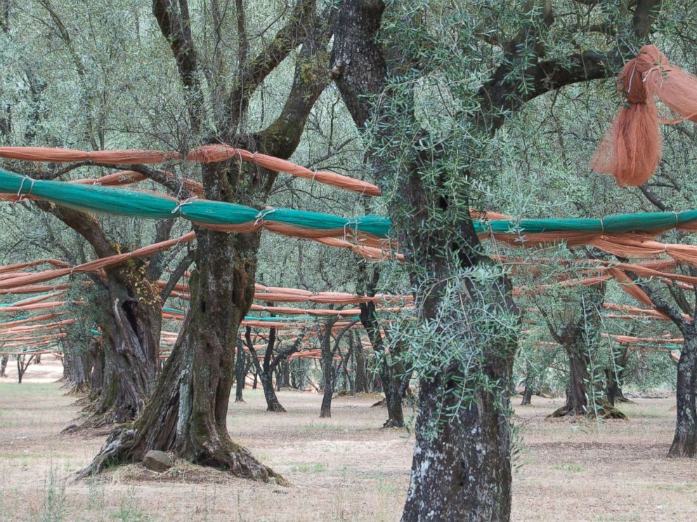 PHOTO: Olive trees are strung with netting in Calabria, Italy, August 2012.