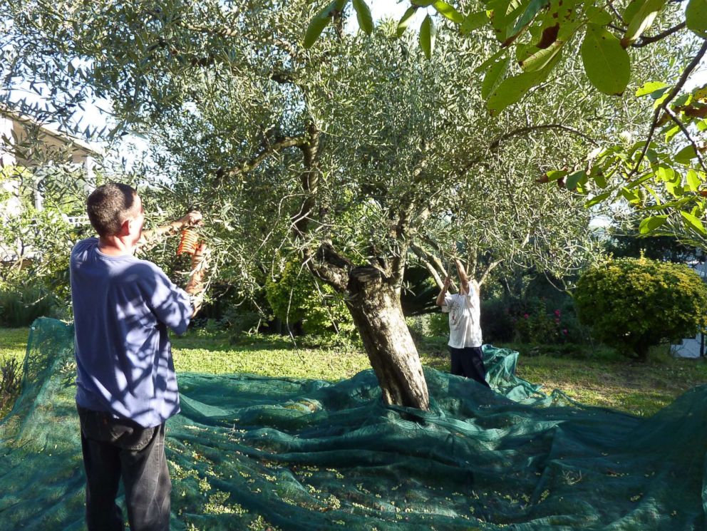PHOTO: People harvest olives from trees using rakes, north of Rome, circa 2013.