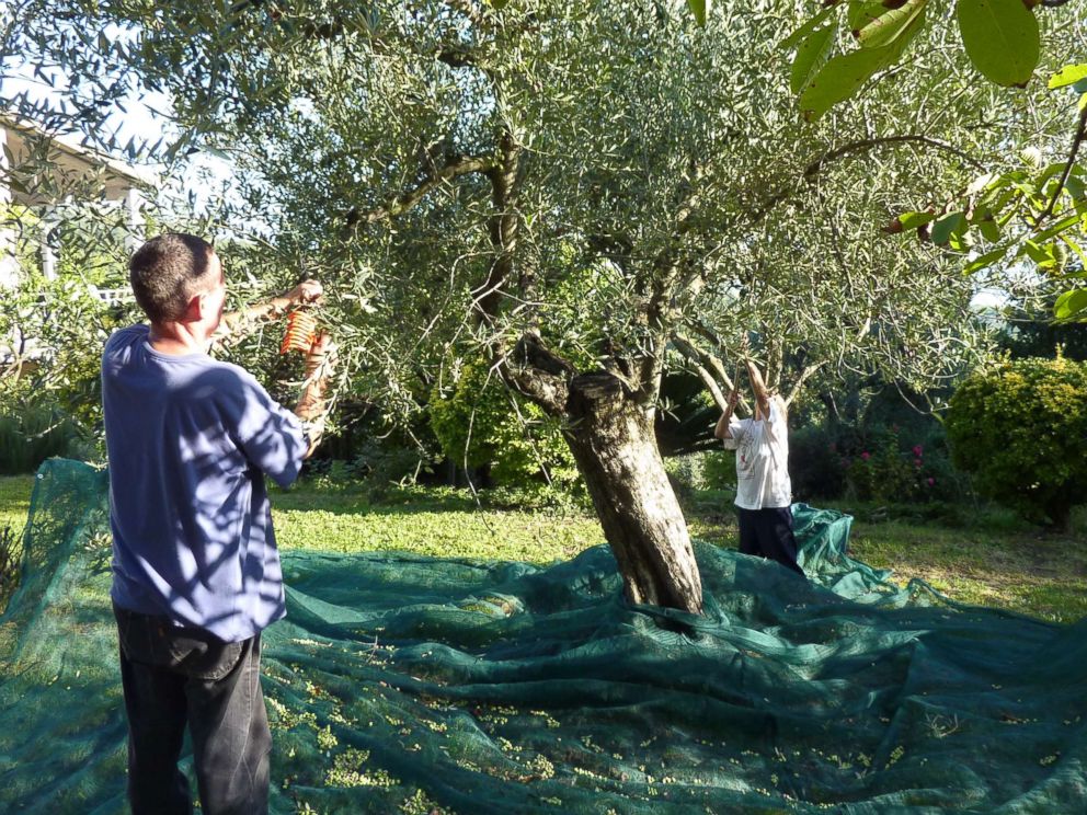 PHOTO: People harvest olives from trees using rakes, north of Rome, circa 2013.