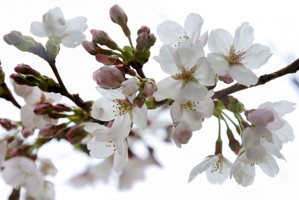 PHOTO: A "Somei Yoshino" cherry tree blossoms in Kyoto, Japan in this photo taken by Kyodo March 16, 2021.