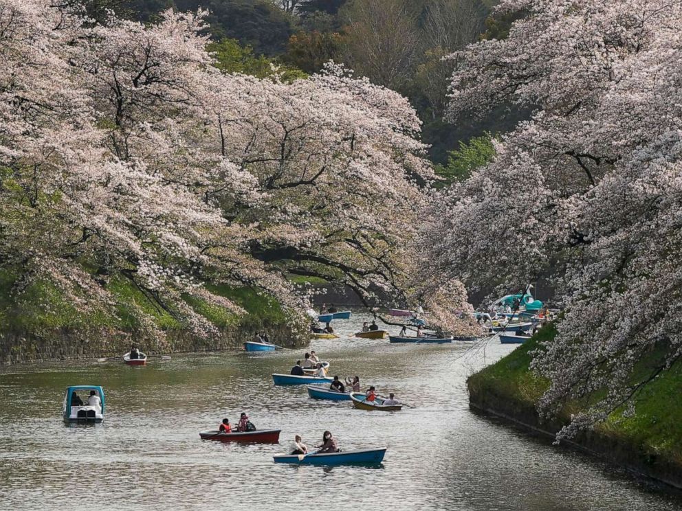 Japan's cherry blossoms hit earliest peak in 1,200 years due to warming  temperatures - ABC News