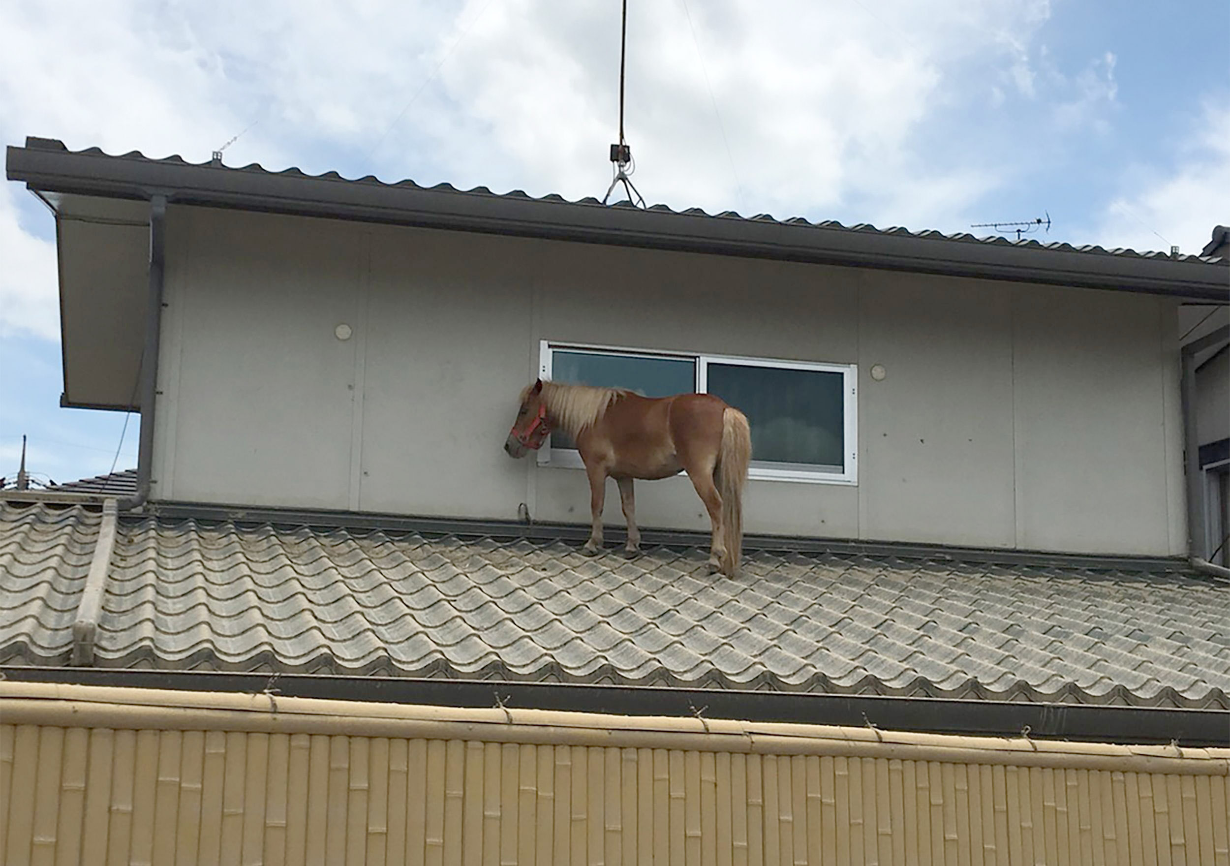 PHOTO: This handout picture taken on July 9, 2018 by the NGO Peace Winds Japan shows a miniature horse stranded on a rooftop due to the recent flooding in the Mabicho area in Kurashiki, Okayama prefecture, Japan.