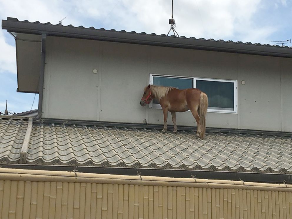 PHOTO: This handout picture taken on July 9, 2018 by the NGO Peace Winds Japan shows a miniature horse stranded on a rooftop due to the recent flooding in the Mabicho area in Kurashiki, Okayama prefecture, Japan.