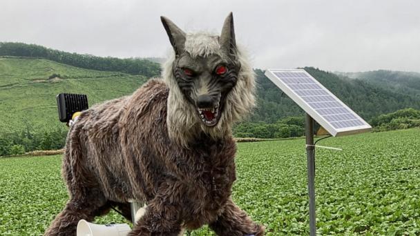 Electronic wolves with glowing red eyes watch over Japanese