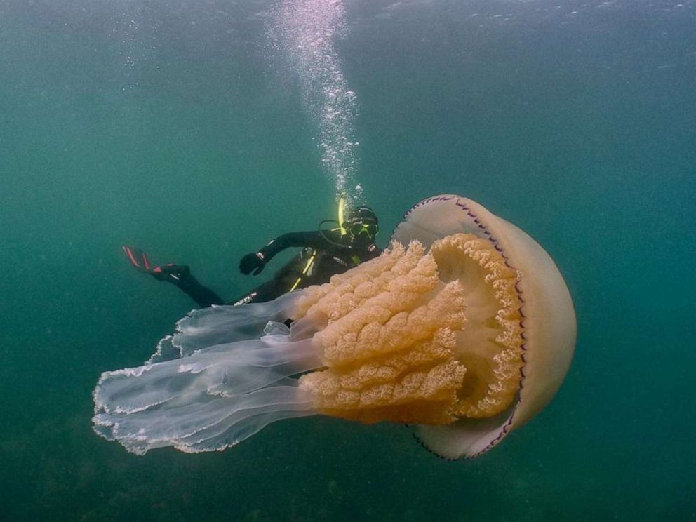 PHOTO: The giant barrel jellyfish was seen off the coast of Cornwall in the U.K.