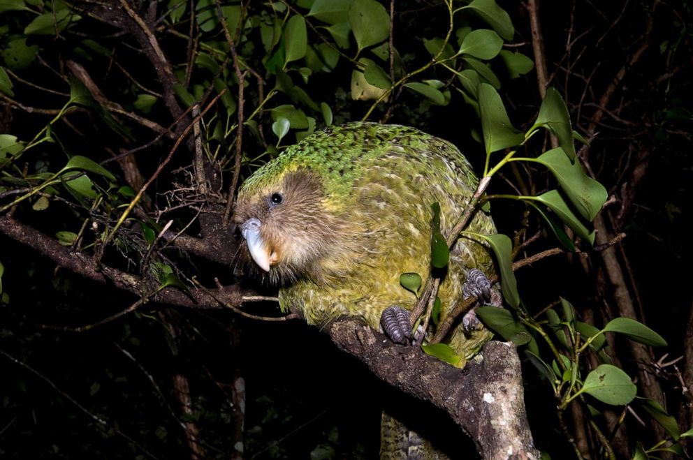PHOTO: Kakapo sits in a tree in this stock photo.