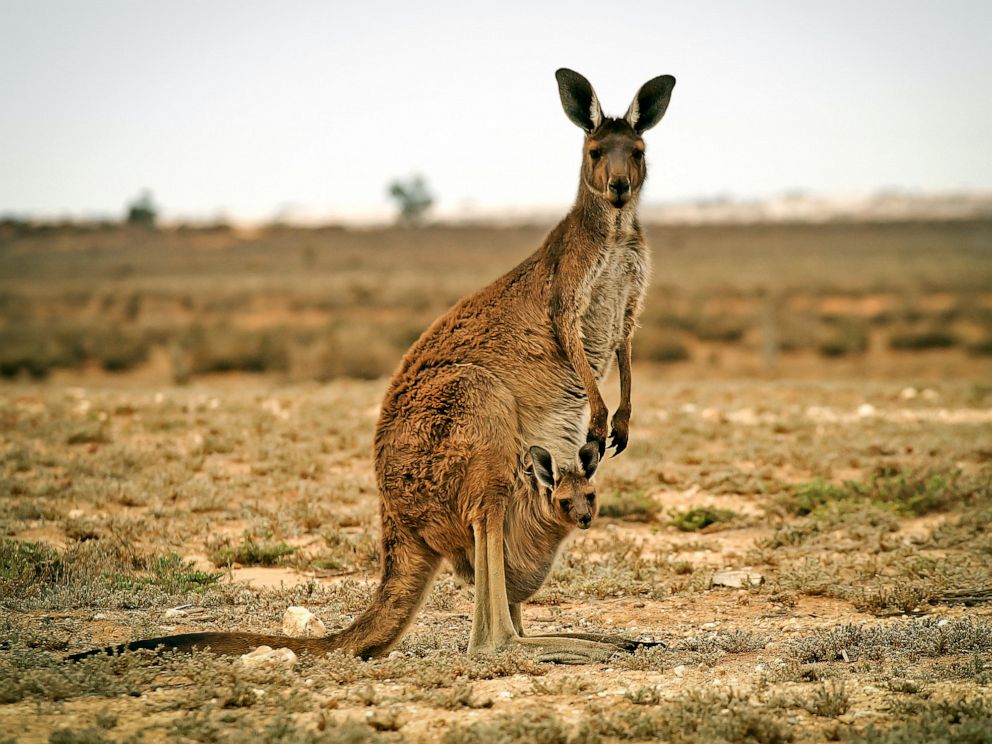 PHOTO: A kangaroo is seen in this stock photo.