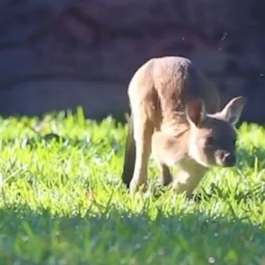 It was captured hopping from its mother’s pouch for the first time.