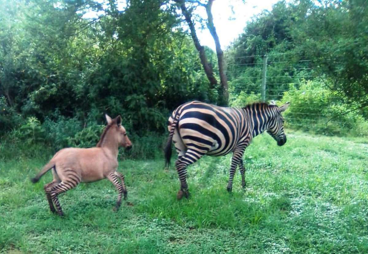 PHOTO: A baby 'zonkey', half zebra half donkey, walks behind his mum at Chyulu Hills National Park, Kenya mid-March, 2020. 