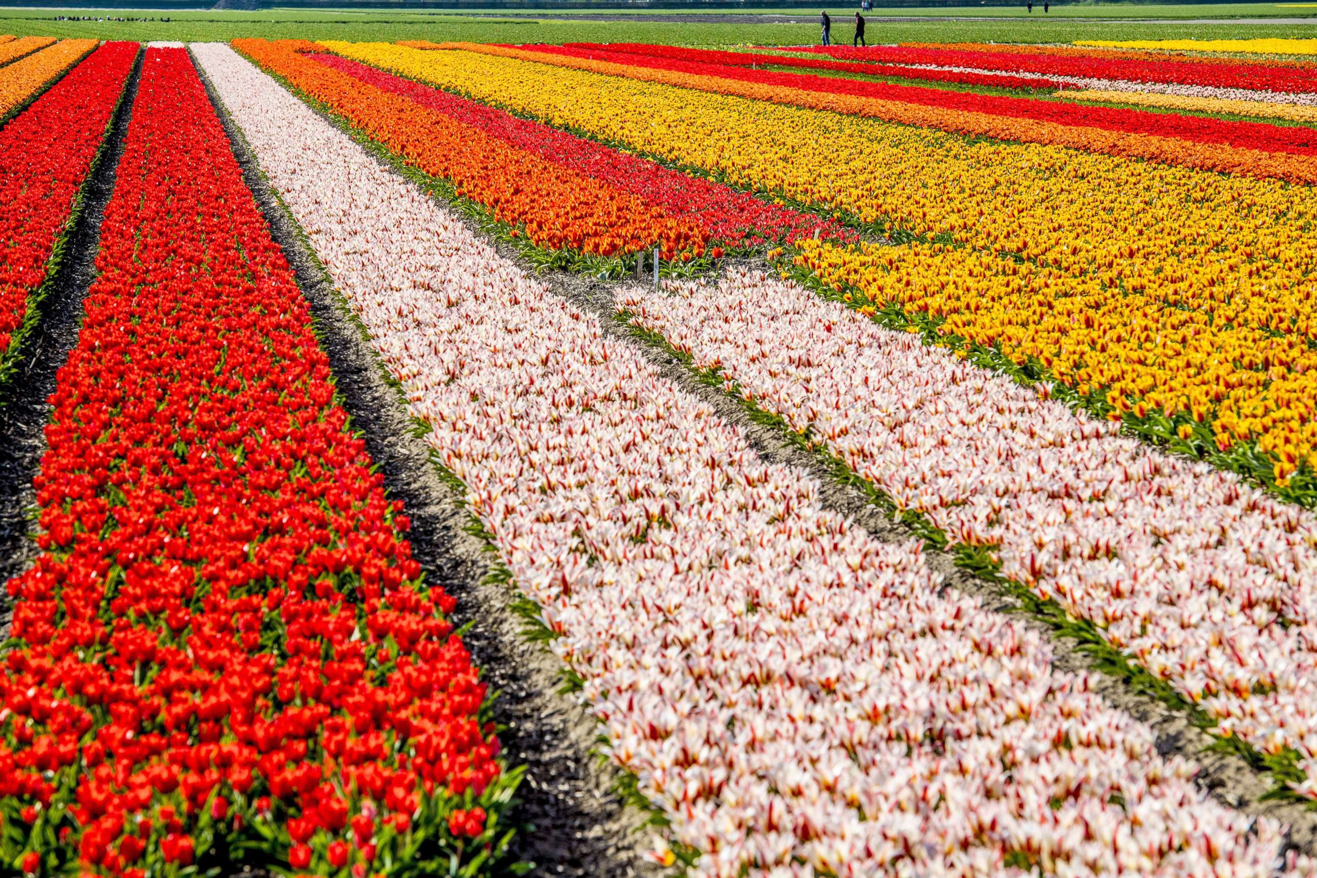 PHOTO: Visitors to the Keukenhof view the colorful flower fields and bulb blossoms, in Lisse, The Netherlands, April 17, 2018.