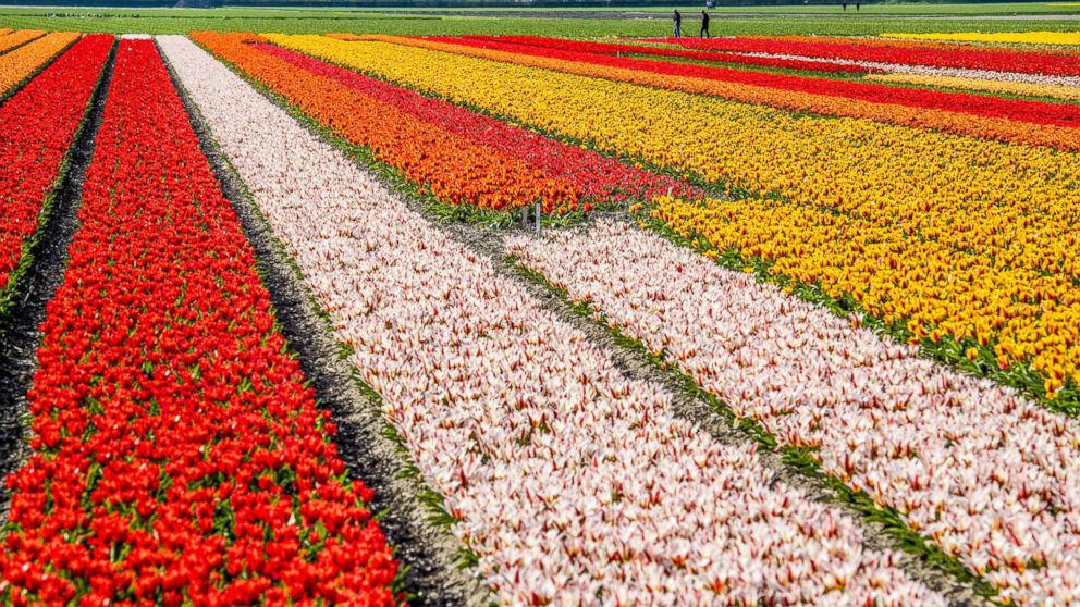PHOTO: Visitors to the Keukenhof view the colorful flower fields and bulb blossoms, in Lisse, The Netherlands, April 17, 2018.