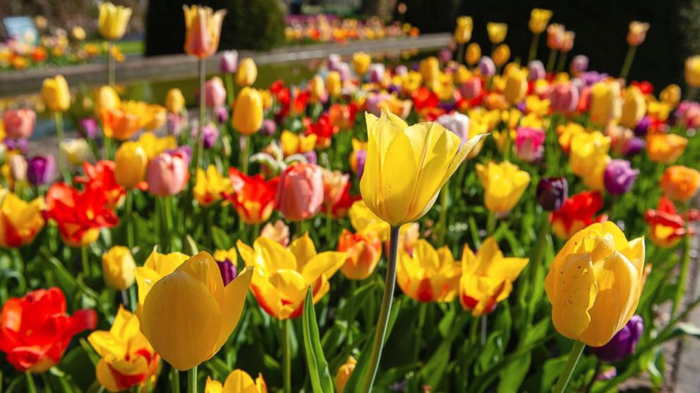 The Garden Of Europe Is In Full Bloom In The Netherlands Abc News