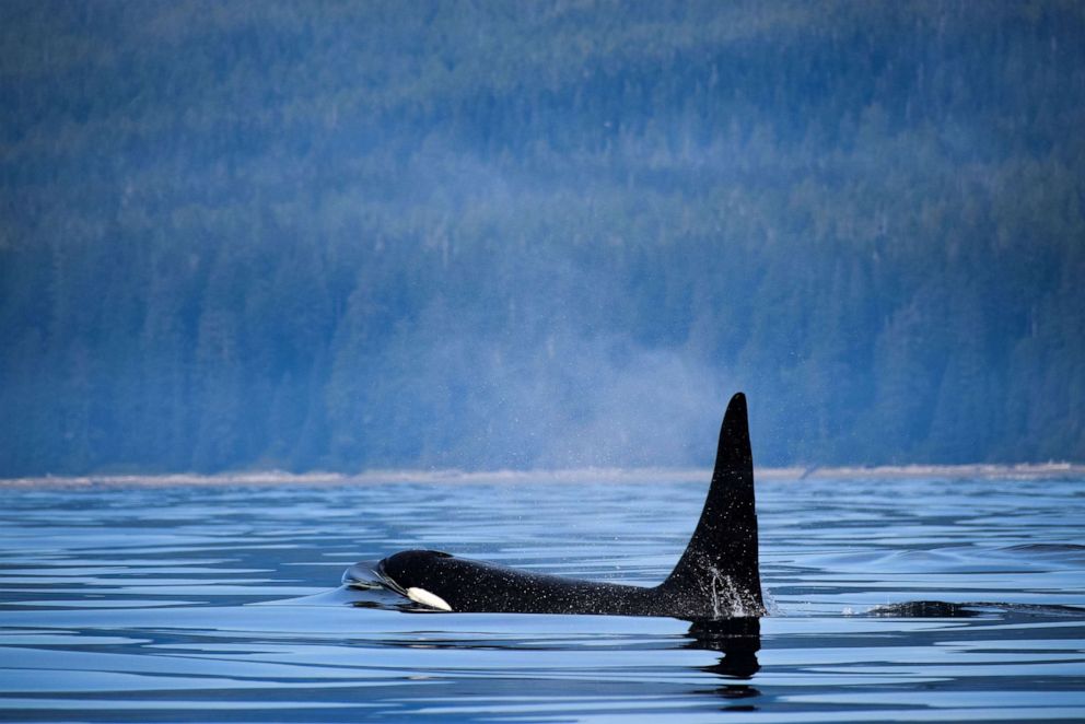 PHOTO: A killer whale breaches the surface near Vancouver Island, Canada, Sept. 15, 2017.