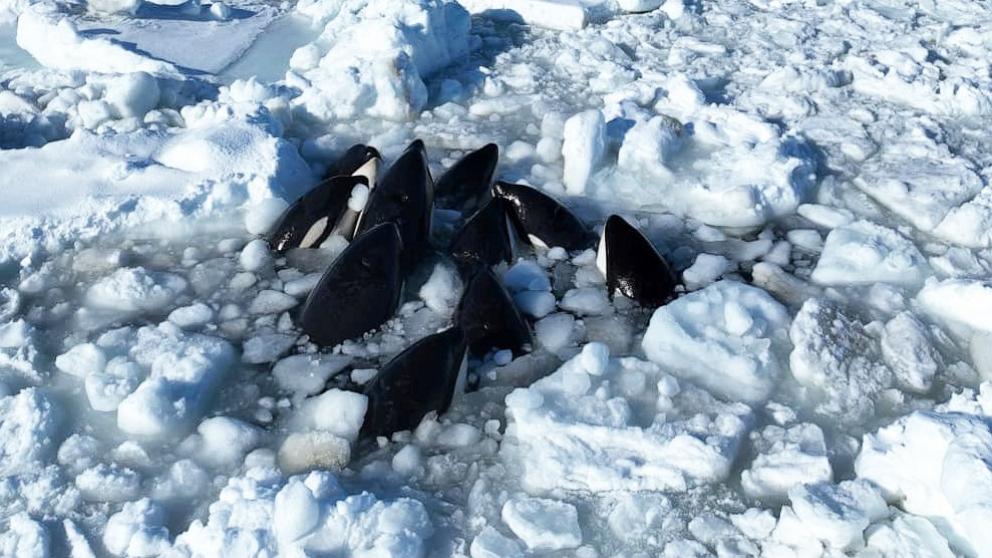 Úgy tűnik, megszökött a tengeri jég által csapdába esett kardszárnyú bálnák egy hüvelye Japánban – mondta egy helyi tisztviselő