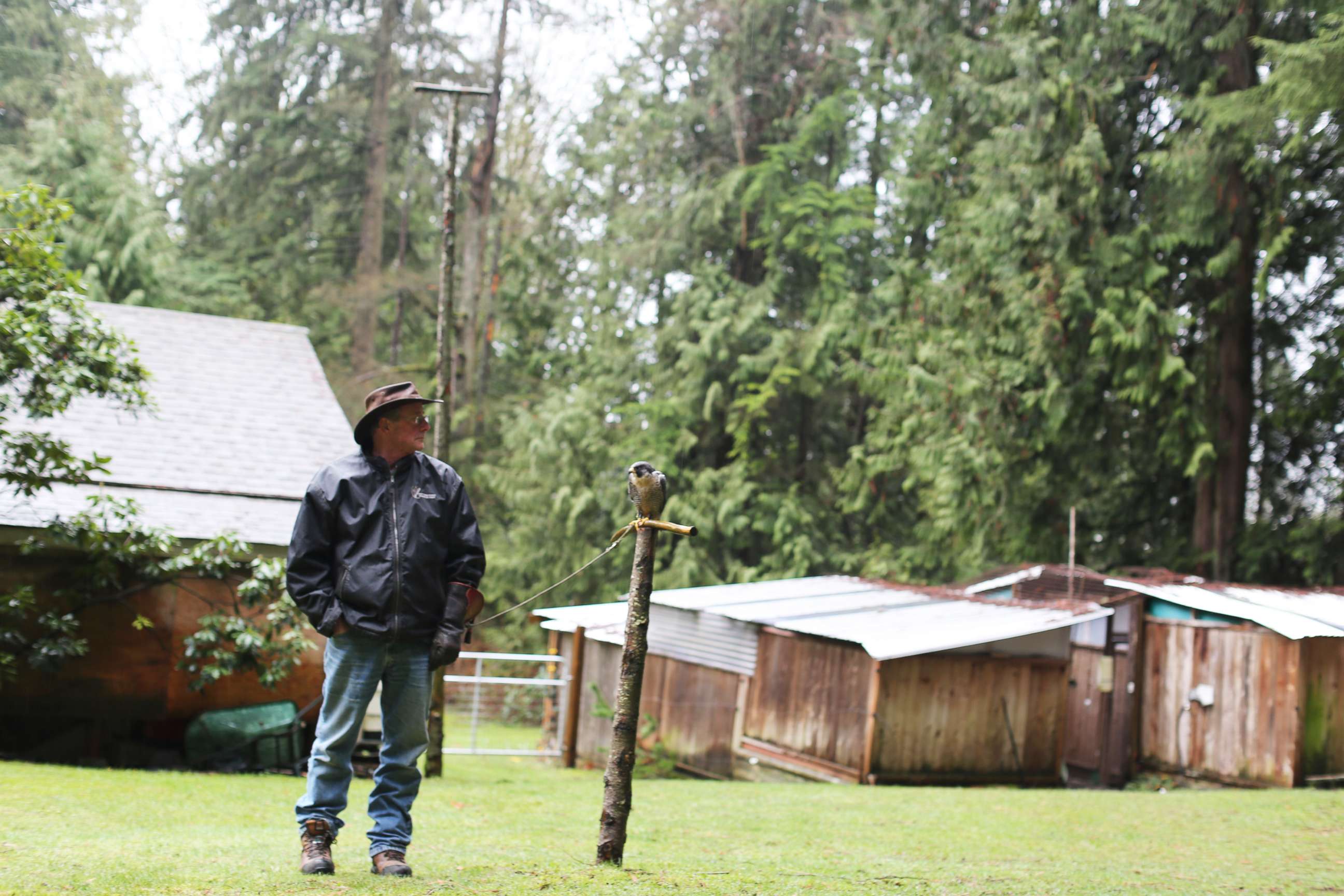 PHOTO: Falconer Kim Kamstra stands next to his resting raptor, Avro, in his backyard in Maple Ridge, British Columbia on Jan. 23, 2018.  